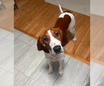 Small #8 Redbone Coonhound Mix