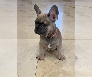 French Bulldog Puppy for sale in MIAMI, FL, USA