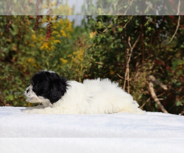 Medium Photo #28 ShihPoo Puppy For Sale in DYERSBURG, TN, USA