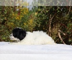 Small #27 ShihPoo