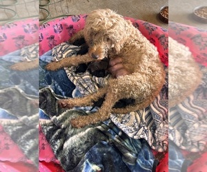 Aussiedoodle Litter for sale in BUSH, LA, USA