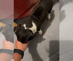 Puppy Puppy 2 Boxer