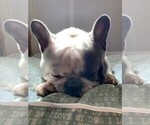 Small Photo #2 French Bulldog Puppy For Sale in HAGERSTOWN, MD, USA