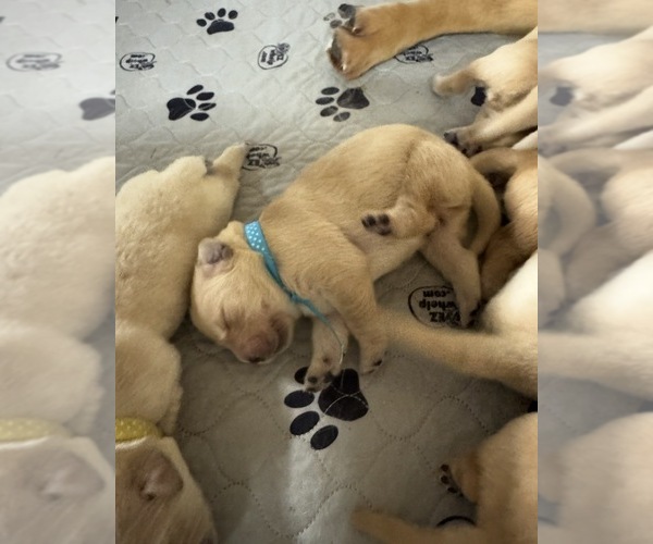 Medium Photo #1 Golden Retriever Puppy For Sale in FREMONT, OH, USA
