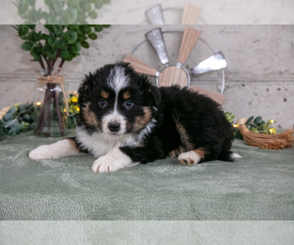 Medium Photo #1 Australian Shepherd Puppy For Sale in CAMDEN, MI, USA