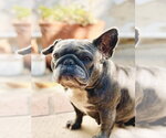 Small #2 French Bulldog