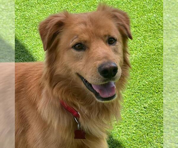 Medium Photo #8 Golden Retriever-Unknown Mix Puppy For Sale in San Diego, CA, USA