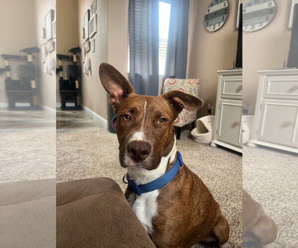 Medium Photo #2 American Pit Bull Terrier-Unknown Mix Puppy For Sale in Polson, MT, USA