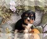 Small #5 ShihPoo