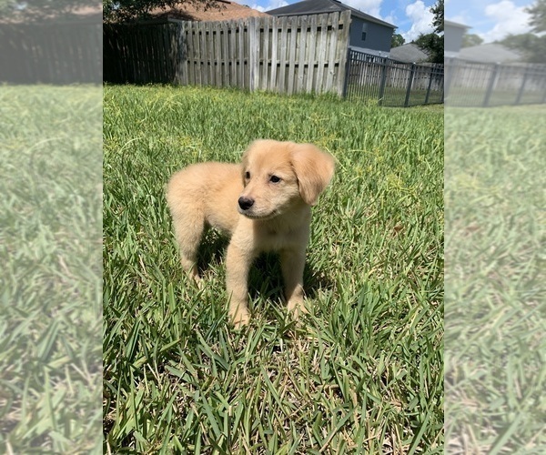 Medium Photo #1 Golden Retriever-Unknown Mix Puppy For Sale in JACKSONVILLE, FL, USA