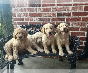 Goldendoodle-Poodle (Standard) Mix Puppy for Sale in FORT SMITH, Arkansas USA