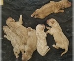Small Photo #1 Goldendoodle Puppy For Sale in AGOURA HILLS, CA, USA