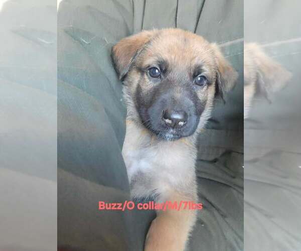Medium Photo #1 German Shepherd Dog-Unknown Mix Puppy For Sale in Aurora, IN, USA