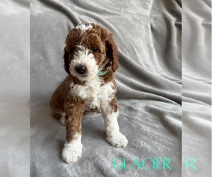 Goldendoodle (Miniature) Puppy for Sale in HAYDEN, Idaho USA