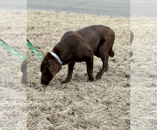 Medium Photo #2 - Mix Puppy For Sale in Omaha, NE, USA