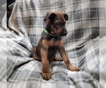Small Photo #8 Belgian Malinois-Doberman Pinscher Mix Puppy For Sale in MILLBROOK, NY, USA