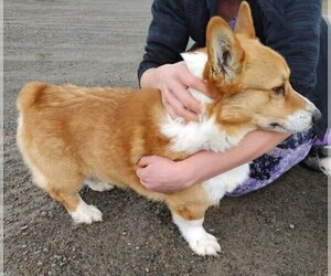 Father of the Pembroke Welsh Corgi puppies born on 02/03/2024