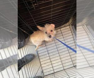 Chihuahua-Unknown Mix Dogs for adoption in Redlands, CA, USA