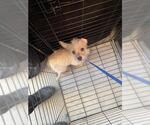 DEDE - PENDING ADDOPTION - Female Chihuahua-Unknown Mix Dog for Adoption - Small photo