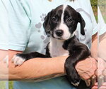 Small Photo #2 Retriever -Unknown Mix Puppy For Sale in Prattville, AL, USA