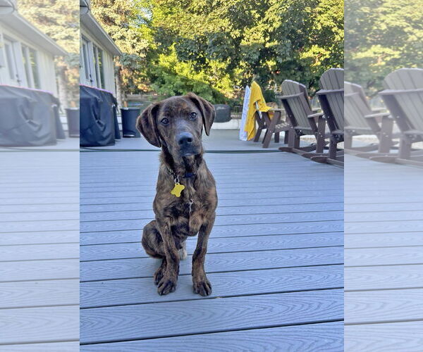 Medium Photo #5 Plott Hound Puppy For Sale in Sandy, UT, USA