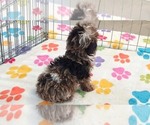 Small #9 Cockapoo (Toy)-Poodle (Toy) Mix