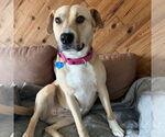Small #7 American Pit Bull Terrier Mix