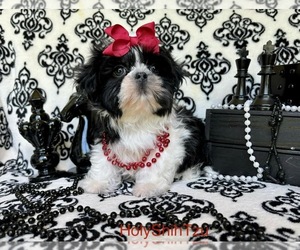 Shih Tzu Puppy for sale in BURLESON, TX, USA