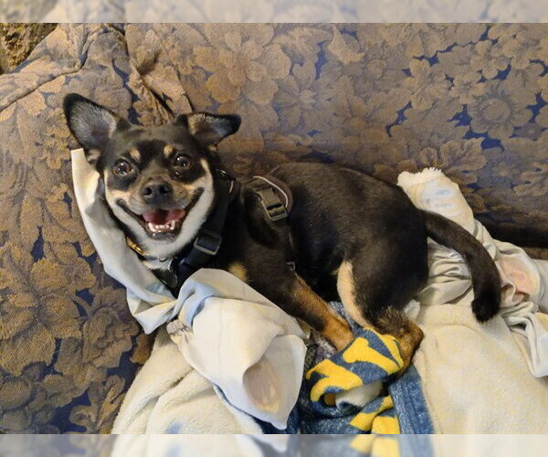 Medium Photo #1 Mutt Puppy For Sale in Martinez, CA, USA
