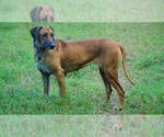 Small Photo #1 Rhodesian Ridgeback Puppy For Sale in APOPKA, FL, USA