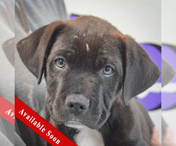 Medium Photo #1 Boxer-Unknown Mix Puppy For Sale in Huntley, IL, USA