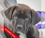 Small Boxer Mix