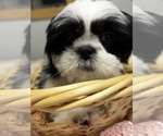 Puppy Oreo Shih Tzu