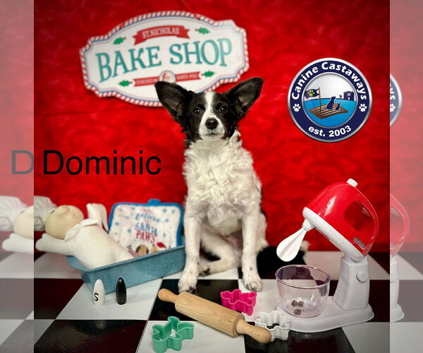 Medium Photo #9 Rattle Puppy For Sale in Arcadia, FL, USA