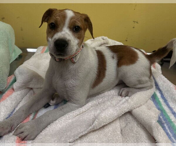 Medium Photo #2 Mutt Puppy For Sale in Jefferson, WI, USA