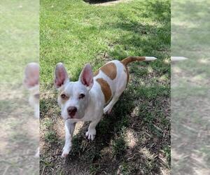 American French Bull Terrier Dogs for adoption in Plano, TX, USA