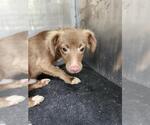 BROWNIE - Male Chihuahua Dog for Adoption - Small photo
