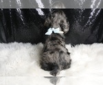 Small Photo #120 Cocker Spaniel Puppy For Sale in WARSAW, IN, USA
