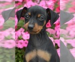Small #2 Miniature Pinscher