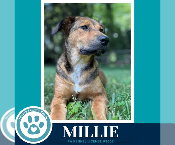 Medium Photo #7 Mutt Puppy For Sale in Kimberton, PA, USA