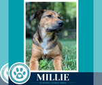 Small Photo #7 Mutt Puppy For Sale in Kimberton, PA, USA