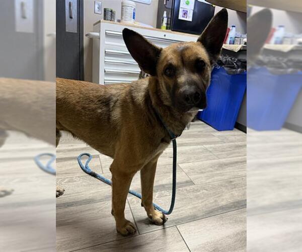 Medium Photo #1 German Shepherd Dog-Unknown Mix Puppy For Sale in Redlands, CA, USA