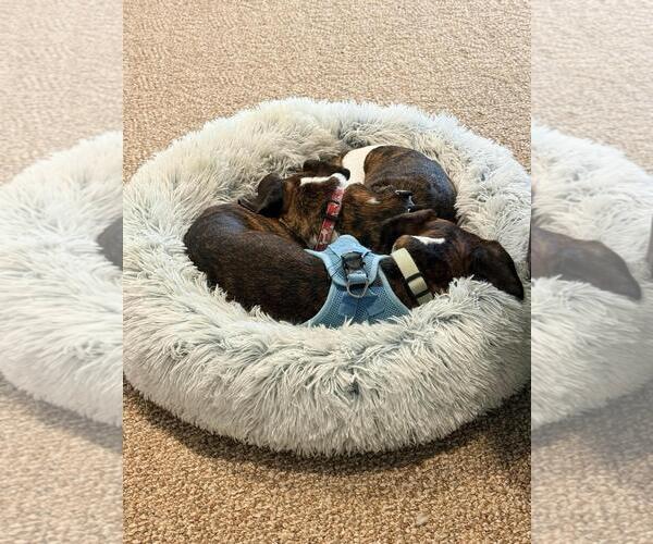 Medium Photo #3 Beagle-Unknown Mix Puppy For Sale in Rootstown, OH, USA