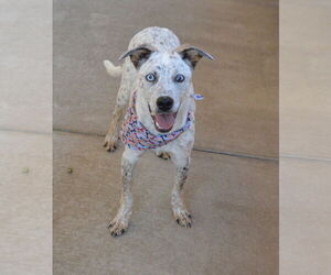 Mutt Dogs for adoption in McKinney, TX, USA
