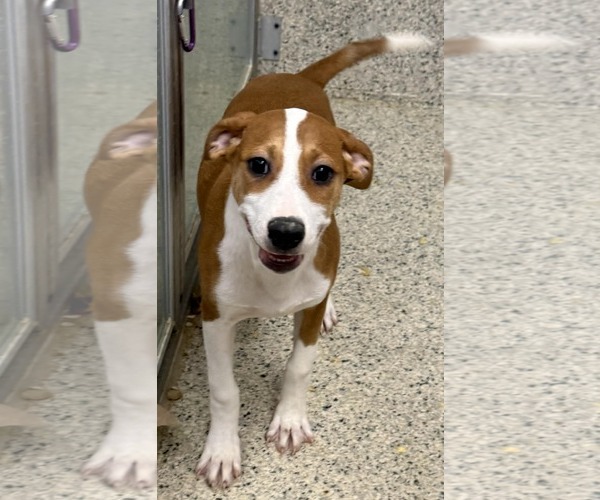 Medium Photo #3 Mutt Puppy For Sale in Mechanicsburg, PA, USA