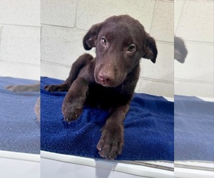 Collie-Labrador Retriever Mix Dogs for adoption in Princeton, MN, USA
