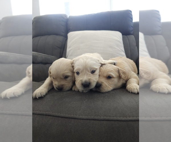 Medium Photo #8 Golden Retriever Puppy For Sale in ELVERTA, CA, USA