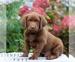 Small #1 Labrador Retriever