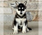 Small #2 Gerberian Shepsky