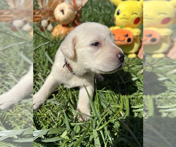 Medium Photo #9 Labrador Retriever Puppy For Sale in NEOLA, WV, USA